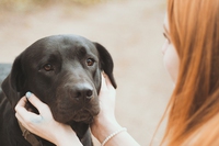 La nostra ansia e il nostro stress rovinano il rapporto con il cane, secondo una ricerca