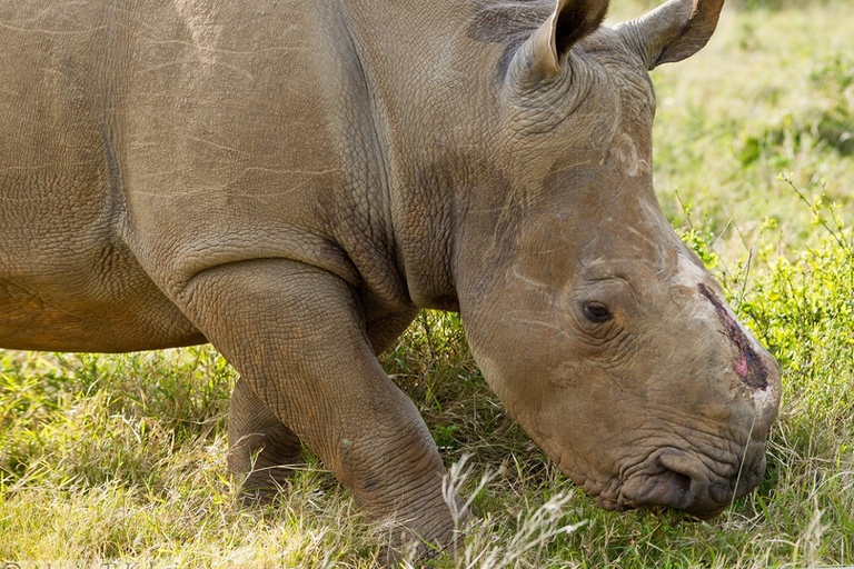 rinoceronte a cui è stato asportato il corno
