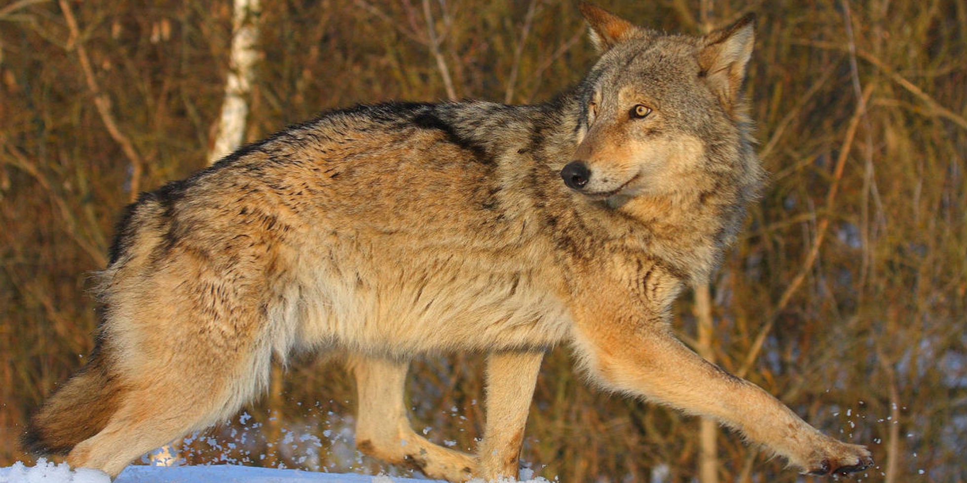 Баргузинский заповедник волк