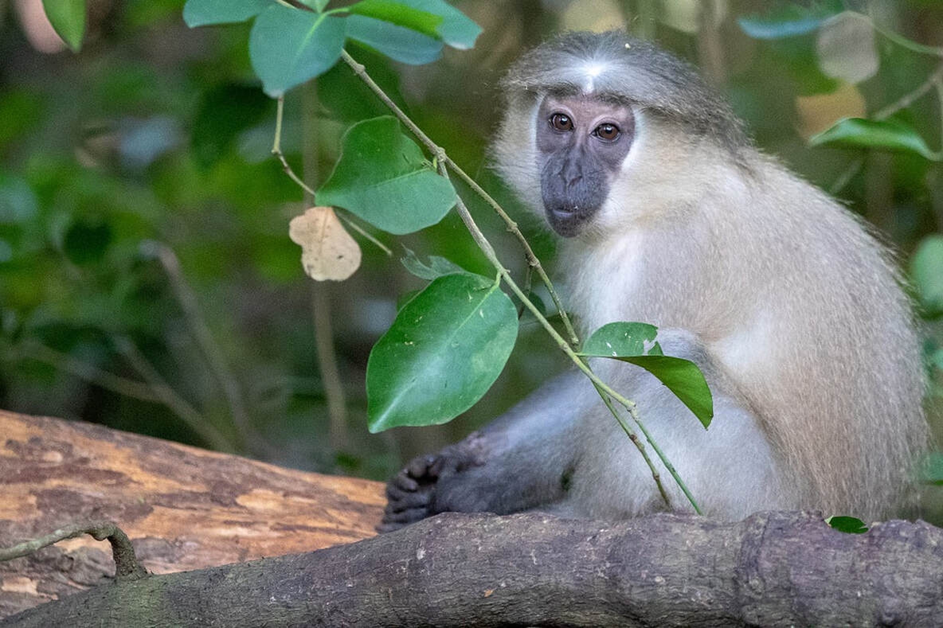 Mangabey