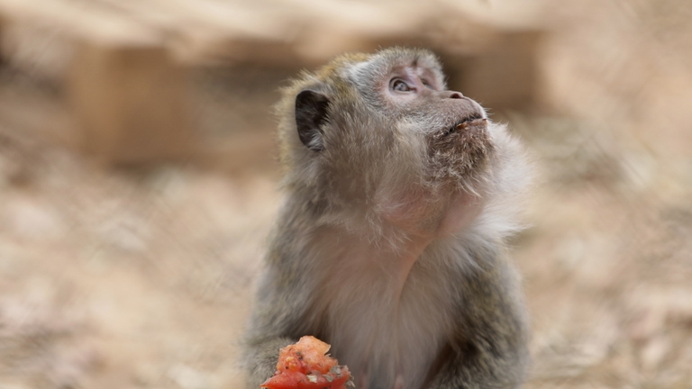 Un macaco salvato dalla sperimentazione animale mentre mangia un pomodoro
