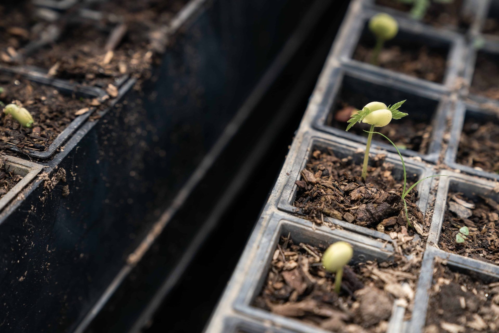 Il progetto di riforestazione Udzungwa corridor limited