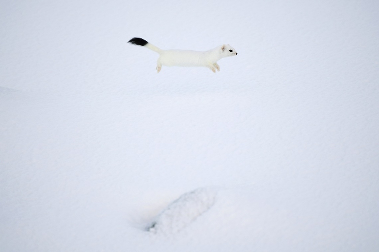 Donnola bianca in Norvegia