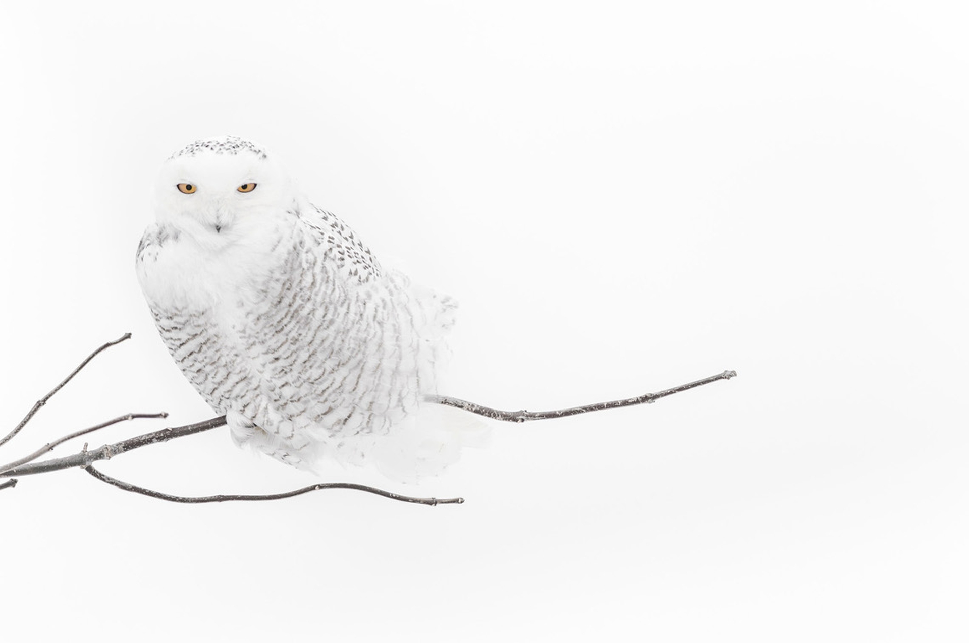 3__Vincent Munier Gufo delle nevi, Canada, 2006