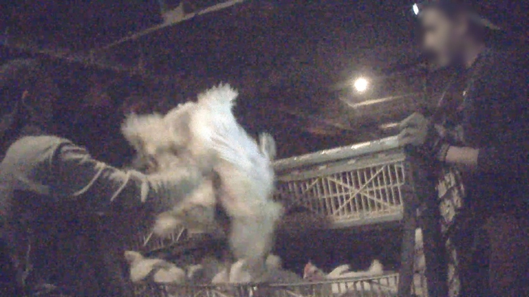 Il violento carico dei polli verso il macello, Essere Animali