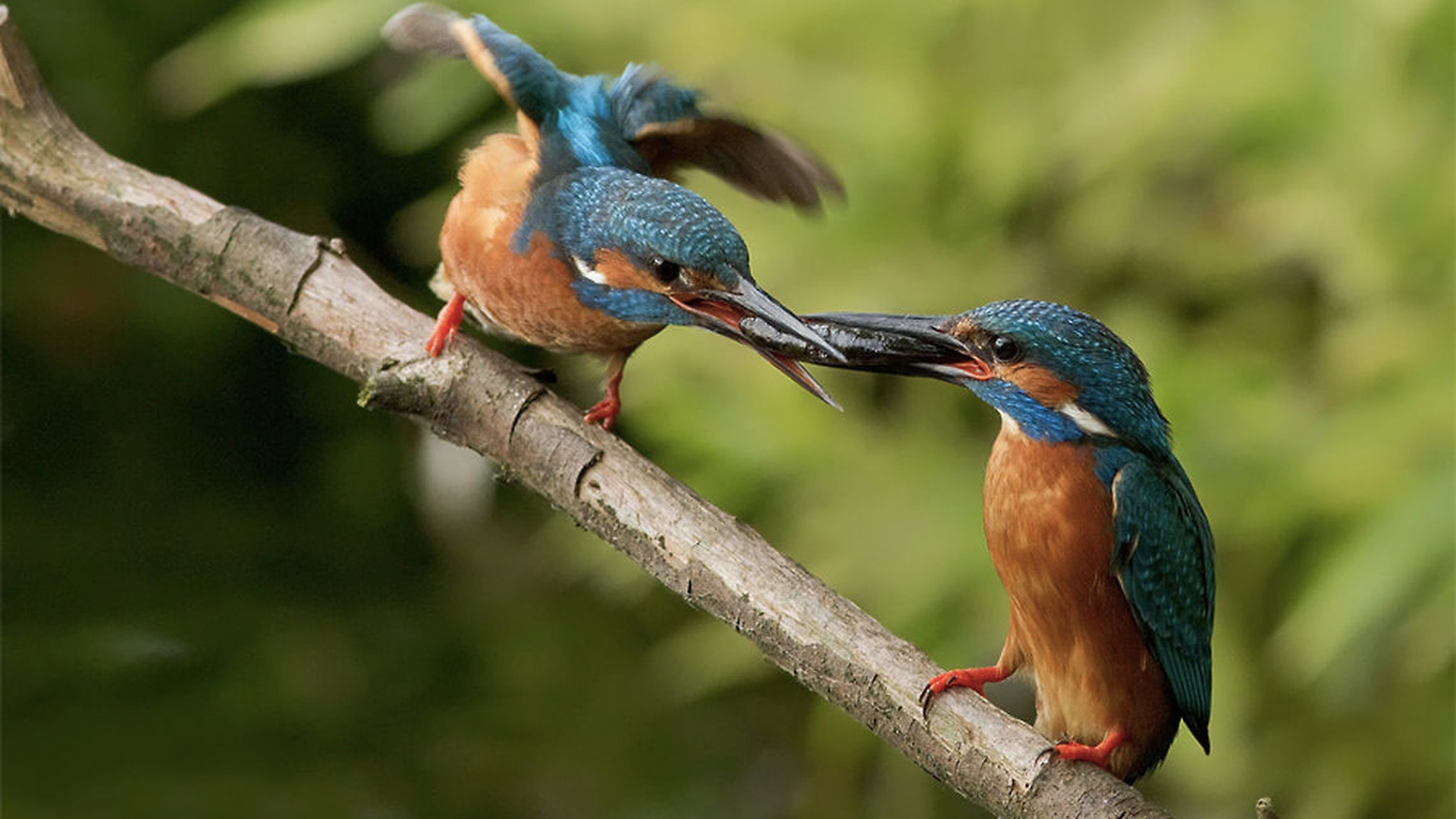 Etologia del corteggiamento: lo scambio di cibo
