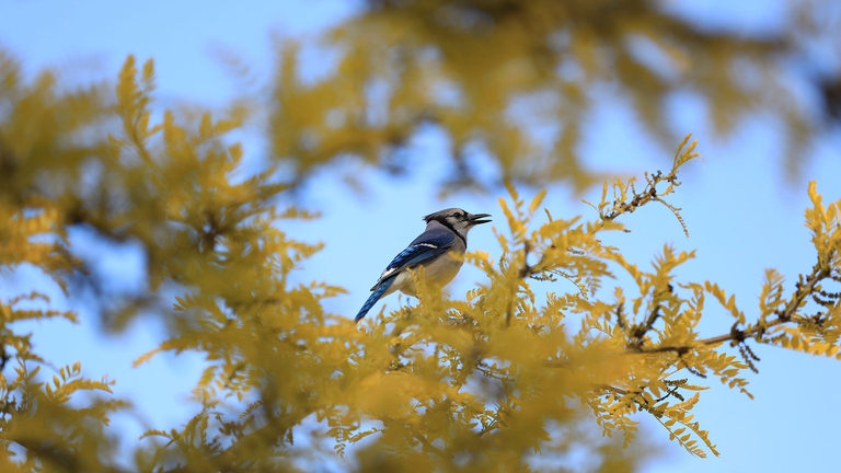 Un uccellino su un albero