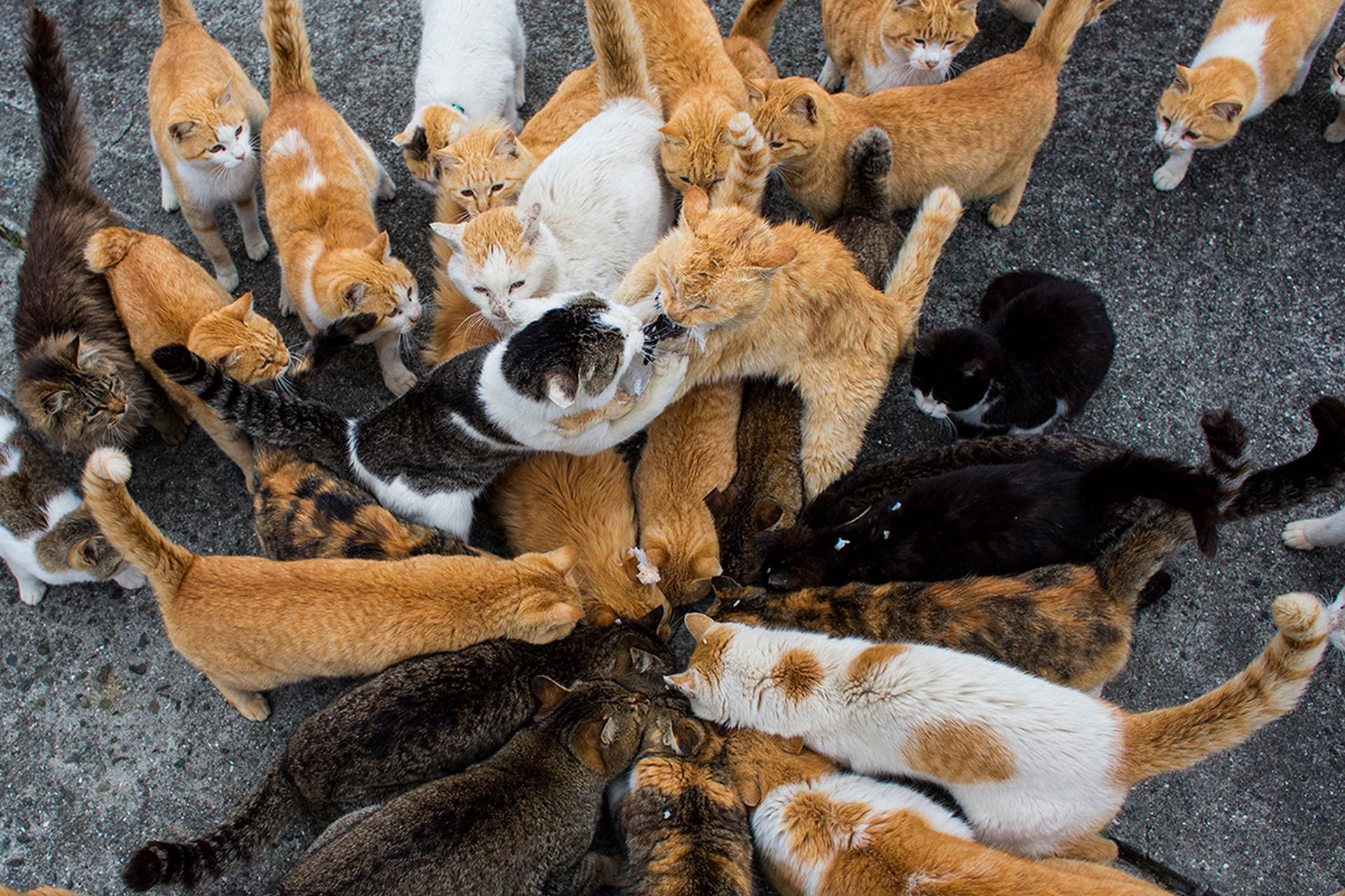 Aoshima, l'isola giapponese conquistata dai gatti