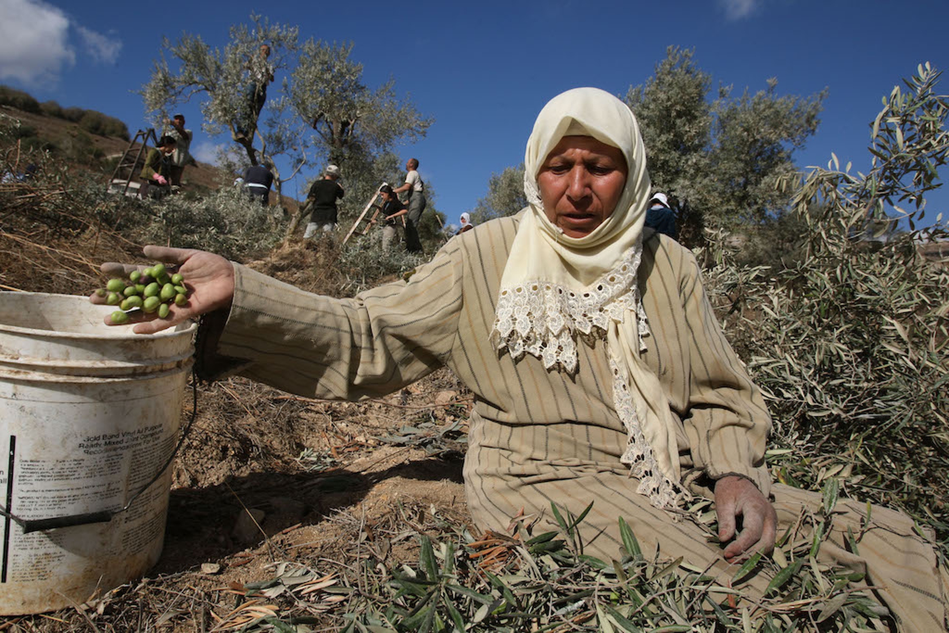 Palestinian olive farmers
