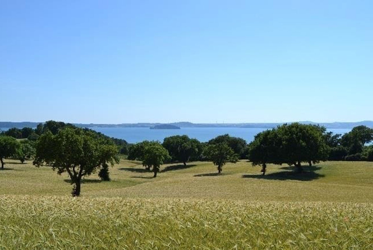 agroforestazione: querce e cereali