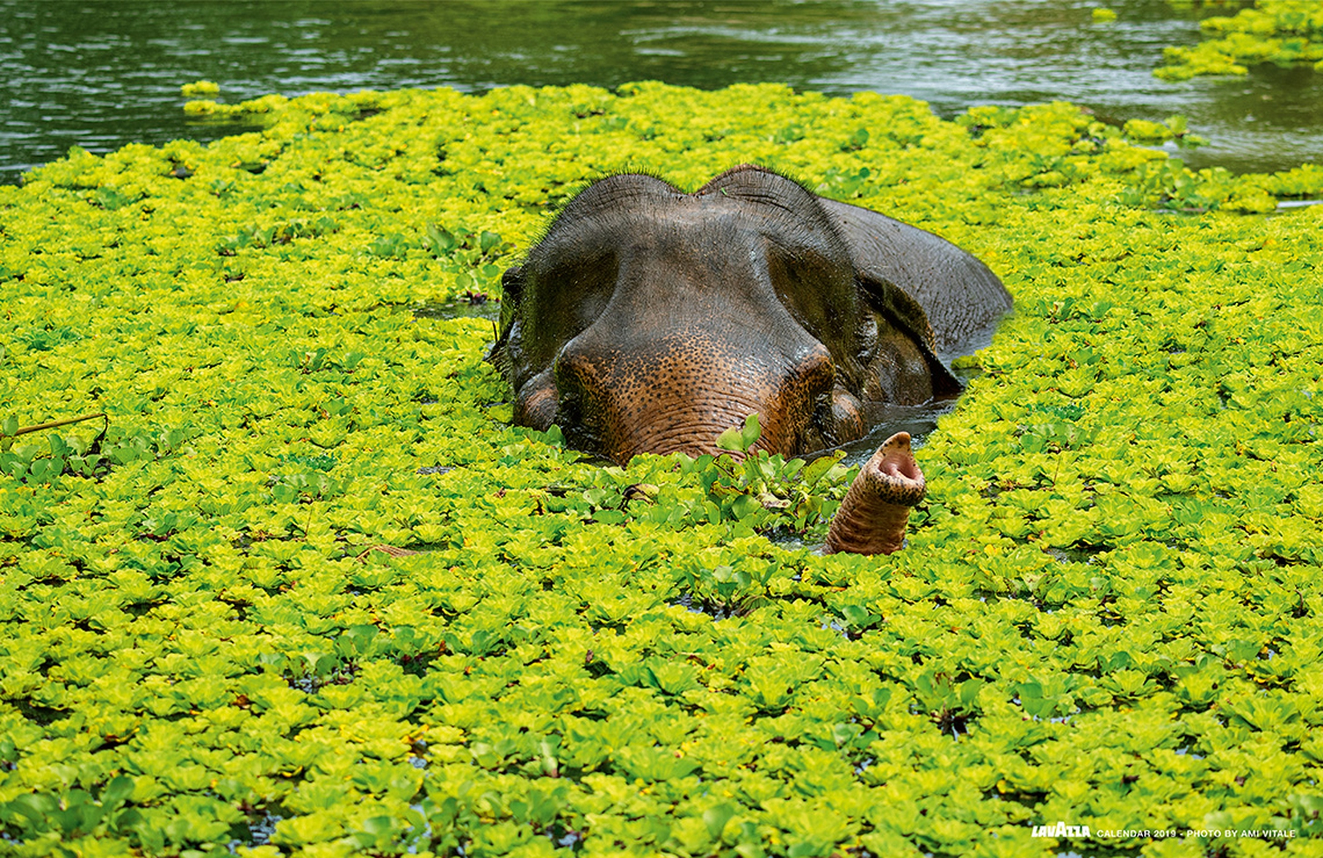 Ottobre, calendario Lavazza 2019 - Thailandia