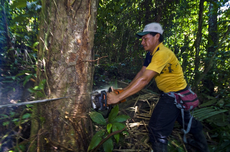 Deforestazione in Perù