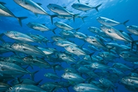 Pesca illegale, sconfiggerla si può fermando le navi pirata