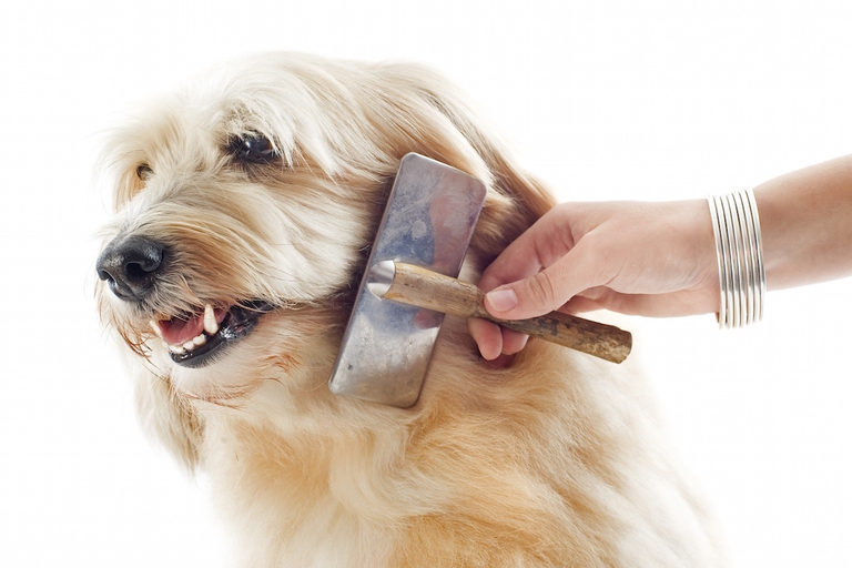 grooming of a griffon in front of white background