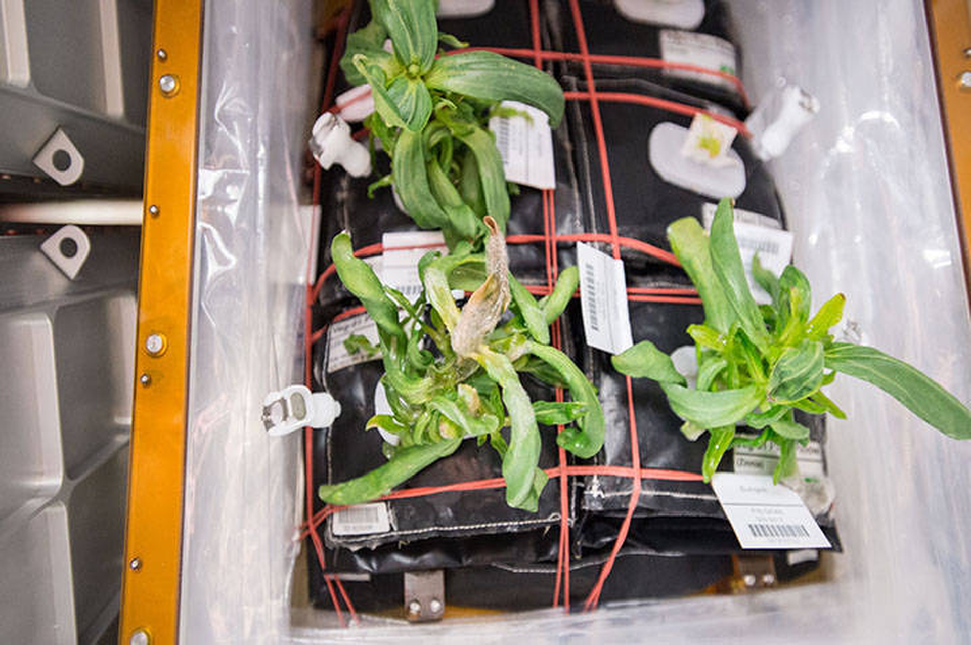 Первый овощ выращенный в космосе. Оранжерея Veggie МКС. Циния на МКС. Растения на МКС. Растения выращенные в космосе.