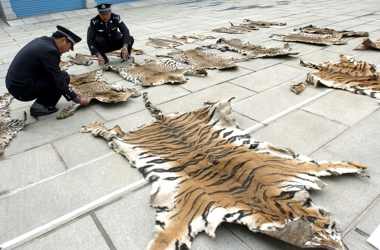 Lhasa Custom Prepares To Hand Over Confiscated Wild Animal Skins