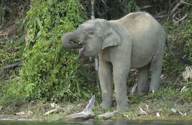 elefante di Sumatra