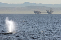 Le esplorazioni alla ricerca di gas e petrolio mettono in grave pericolo la fauna marina