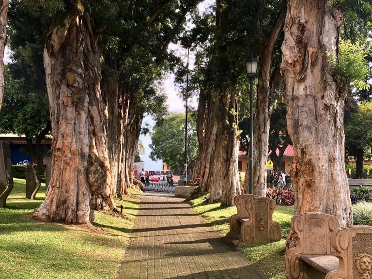 Alberi nel parco Morazán, in Costa Rica