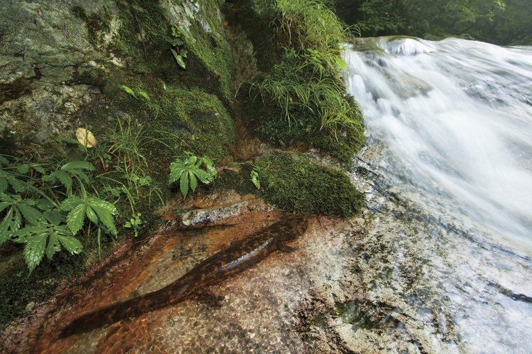 Japanese giant salamander_C_TopOutImages Yukihiro Fukuda