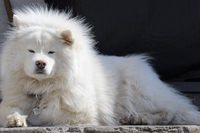 Samoiedo, il cane bianco che arriva dall’estremo nord