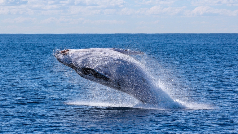 giappone, caccia alle balene