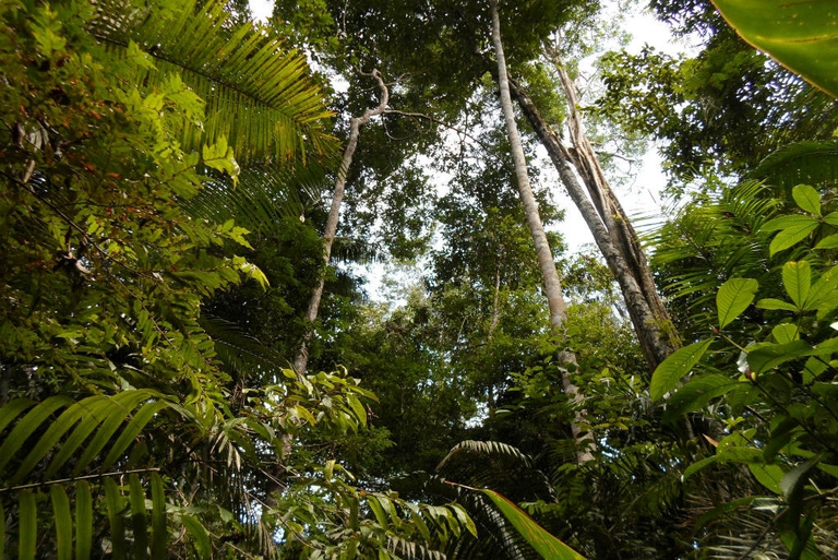 La foresta amazzonica