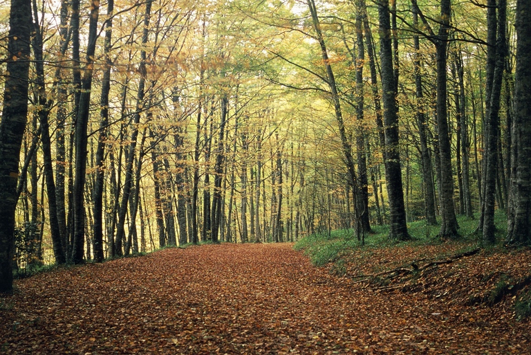 Parco nazionale del Gragano