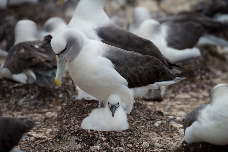 albatri nidi artificiali wwf