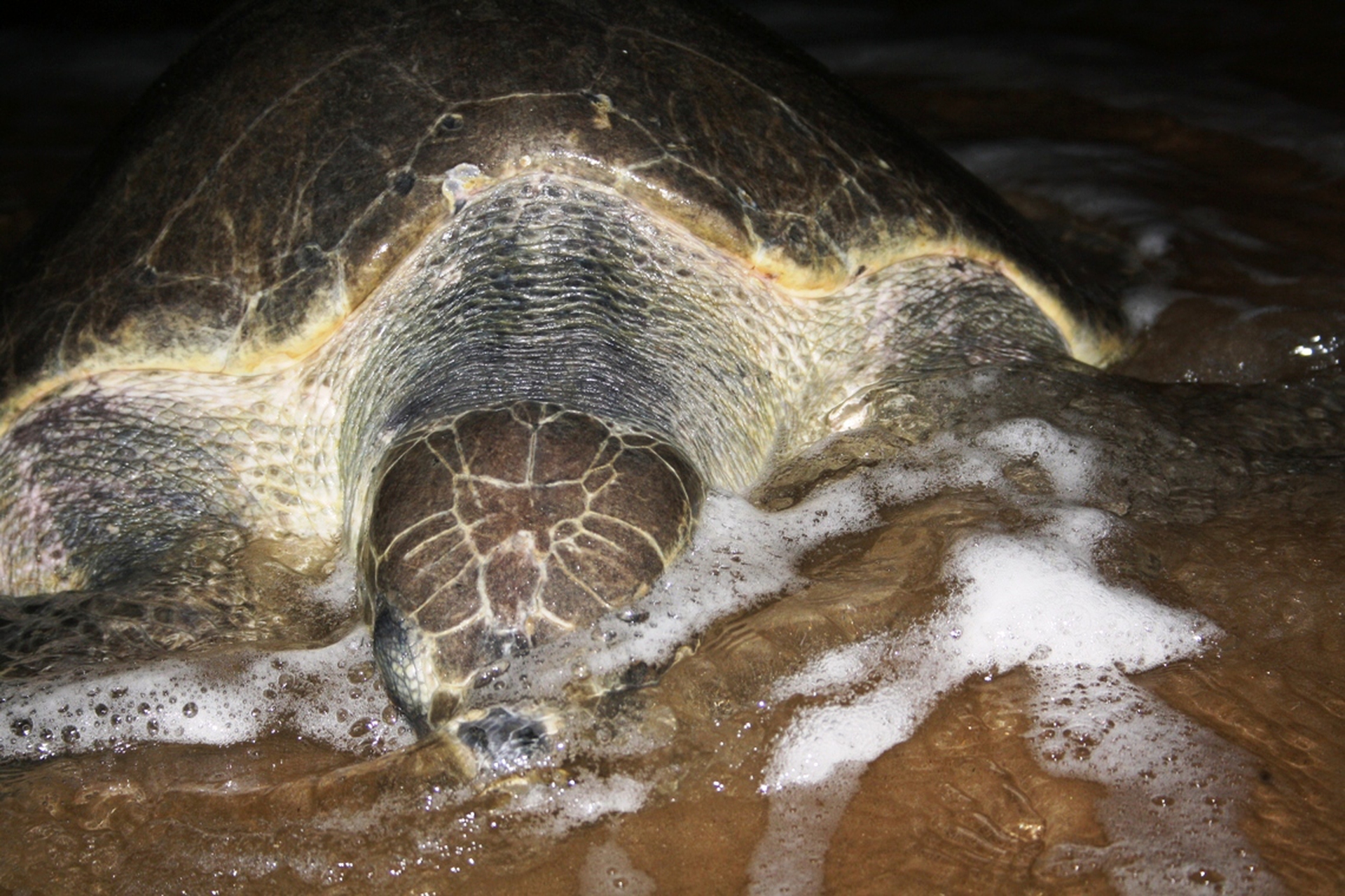 Turtles-Nesting-India-Gallery-02
