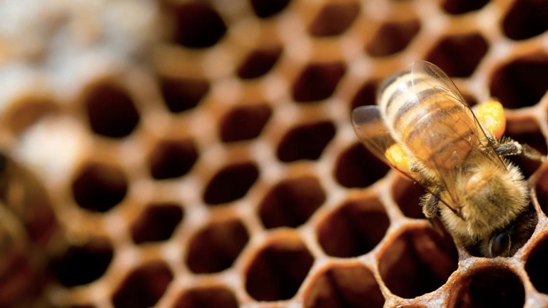 european bees poisoned 57 pesticides