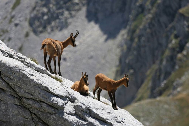 Camosci appenninici in Abruzzo