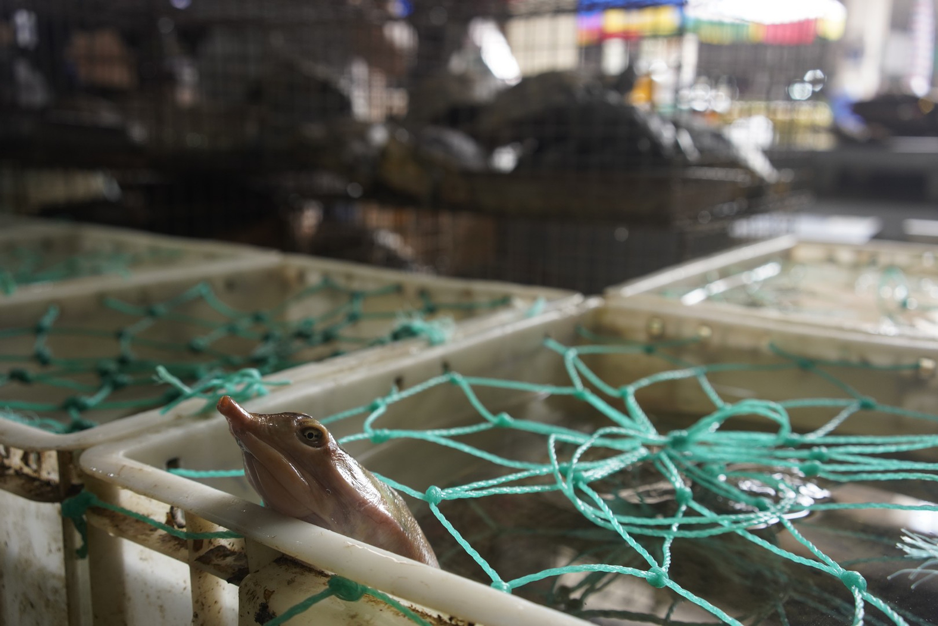 Un’immagine dai wet market in Cina