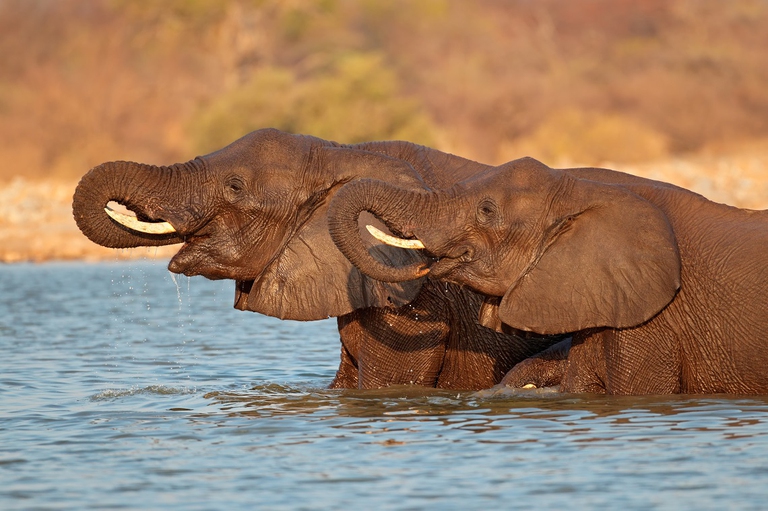 Eelefanti nell'Etosha National Park, Namibia