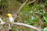 Droni contro il bracconaggio in Sardegna, la Lipu rimuove 930 trappole