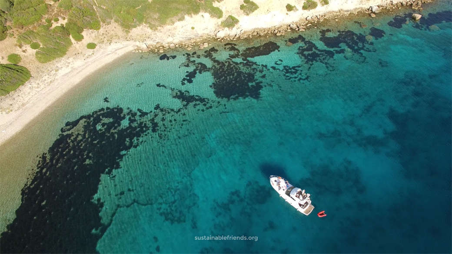 Vedere i delfini in Sardegna: si può tutto l'anno a Golfo Aranci