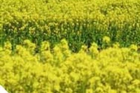 La raccolta delle piante medicinali nei mesi di maggio e giugno