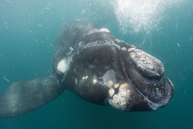 Southern Right Whale