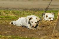 Tenere i cani alla catena purtroppo è legale in gran parte d’Italia