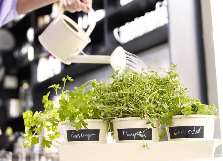 piante aromatiche annaffiatura