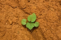Cambiamenti climatici, nemico numero uno degli agricoltori