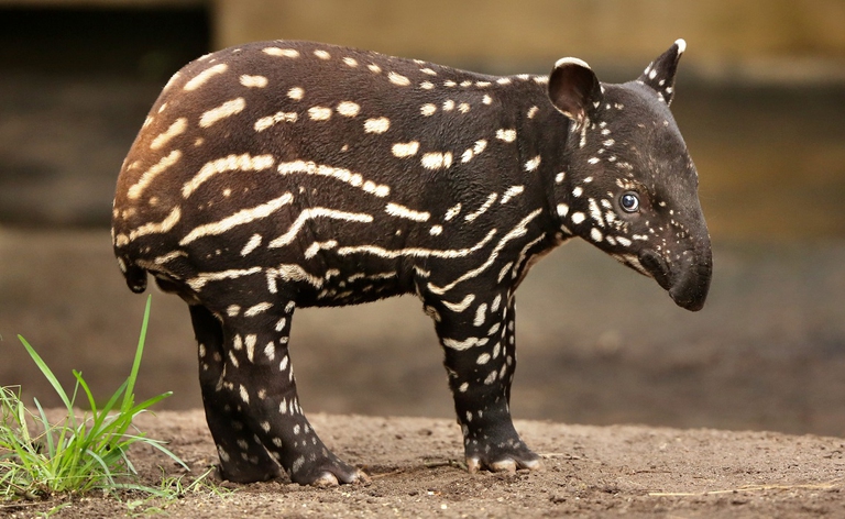 Tapiro della gualdrappa