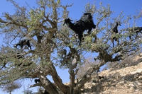 Olio di Argan, oro del deserto