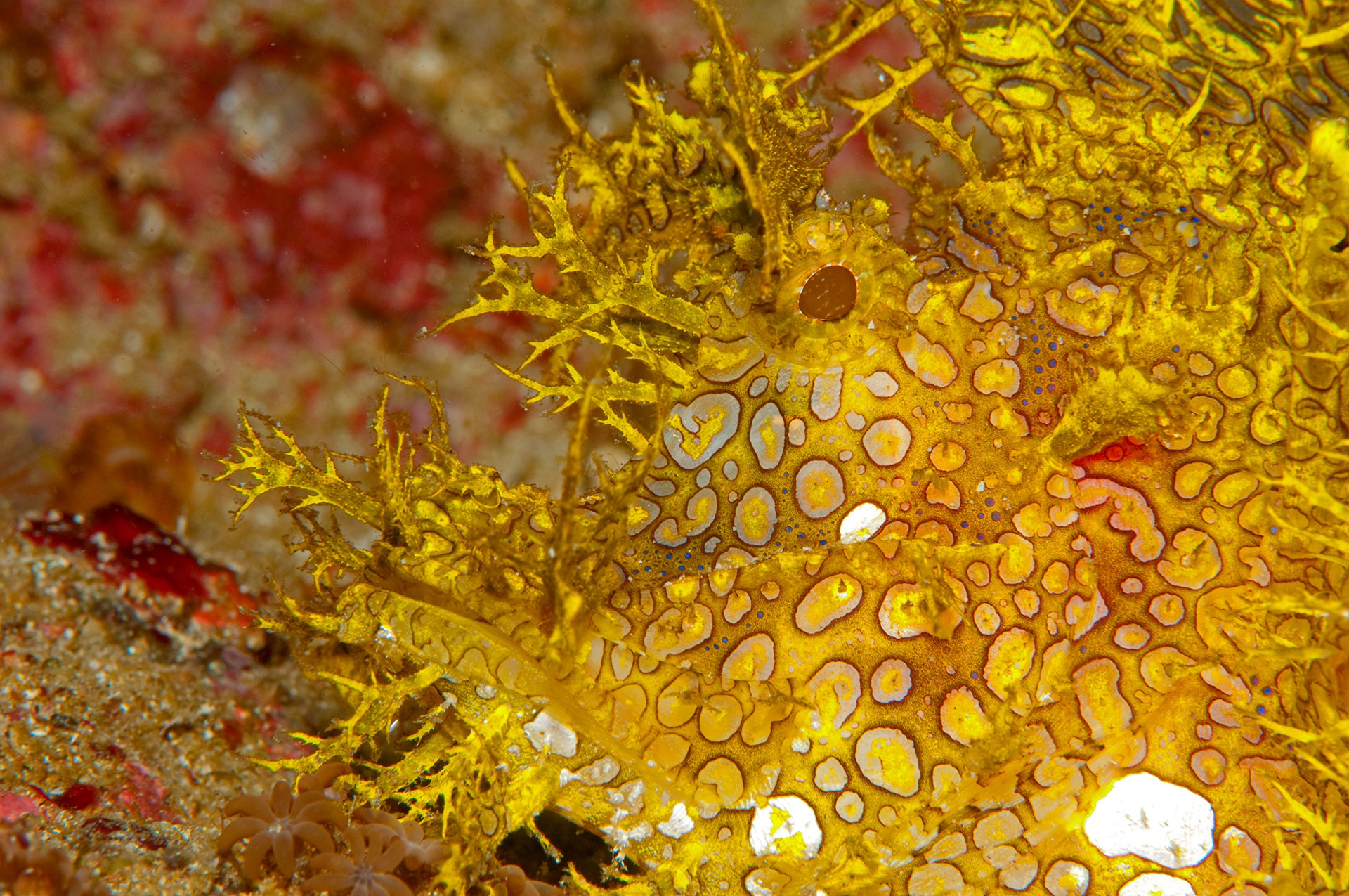 Scorfano dagli occhi aperti