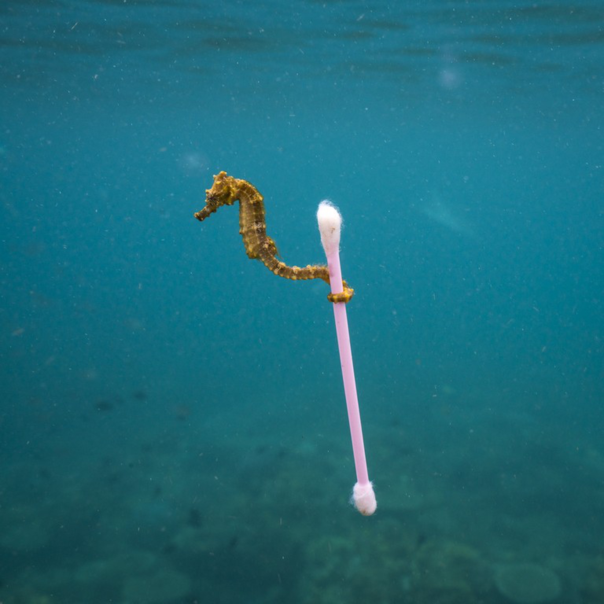 Sewage surfer © Justin Hofman/Wildlife Photographer of the Year
