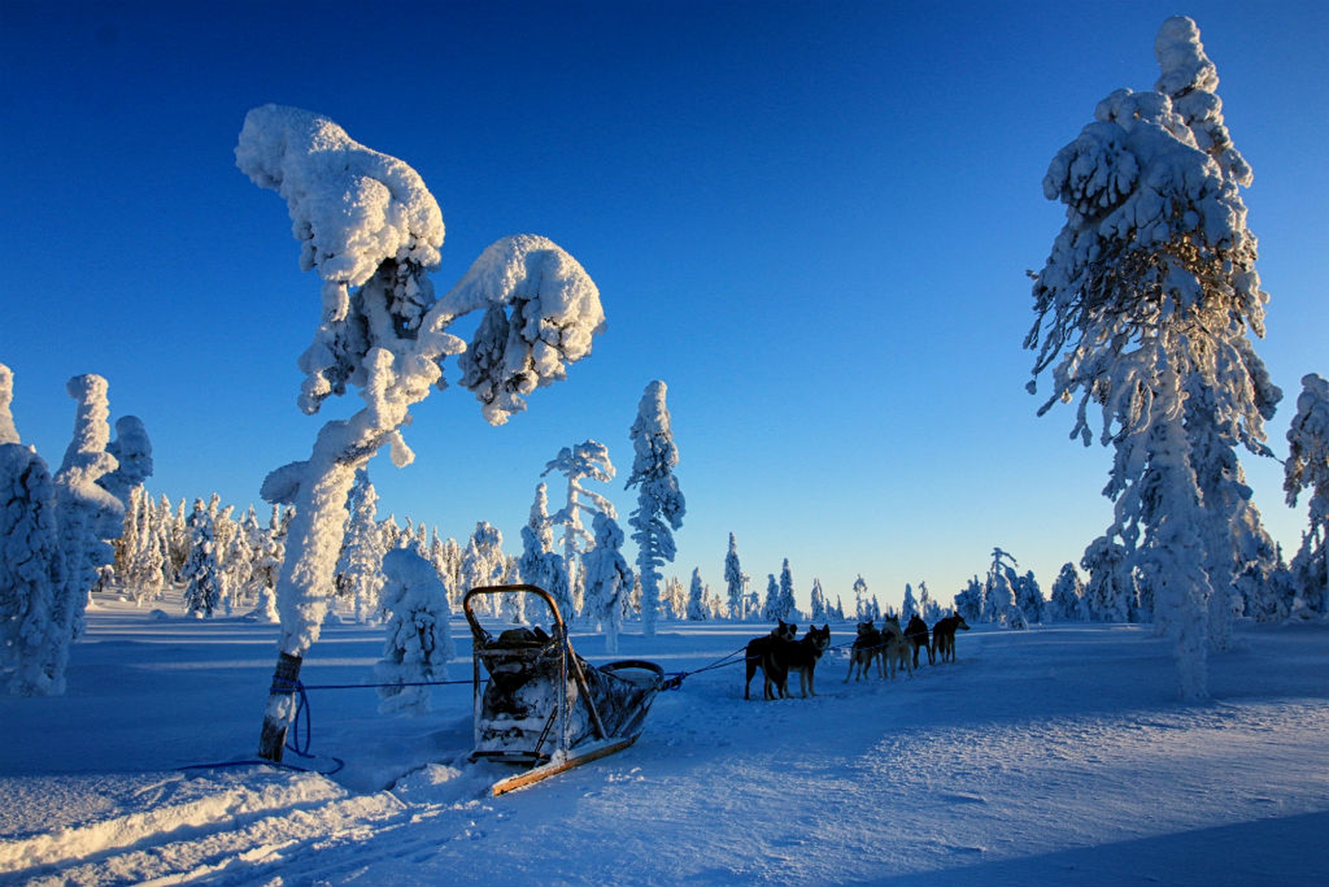 Kota Husky IMG_0699 CEP