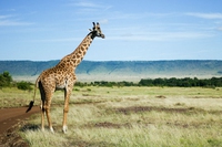 Anche la giraffa ora è a rischio estinzione