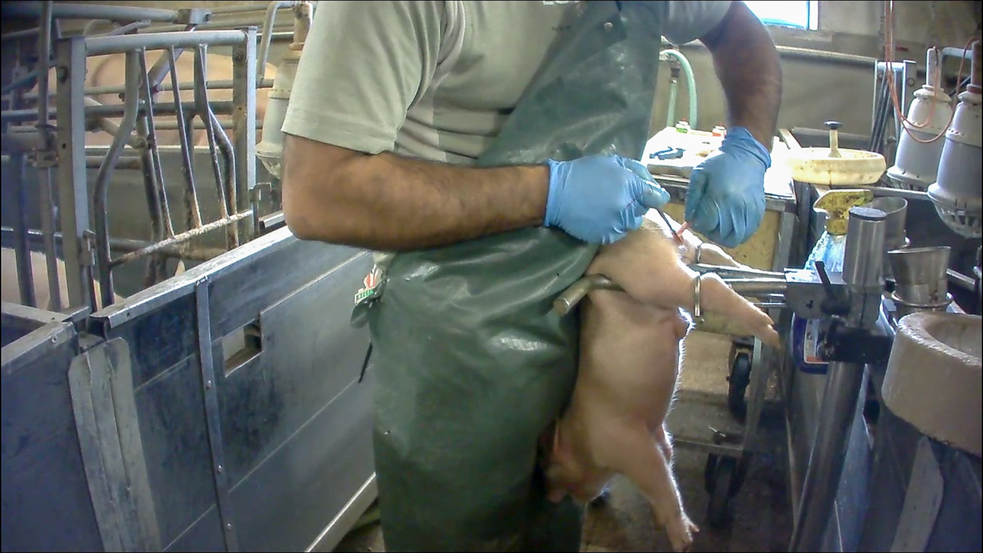 Violenze perpetuate contro un maialino