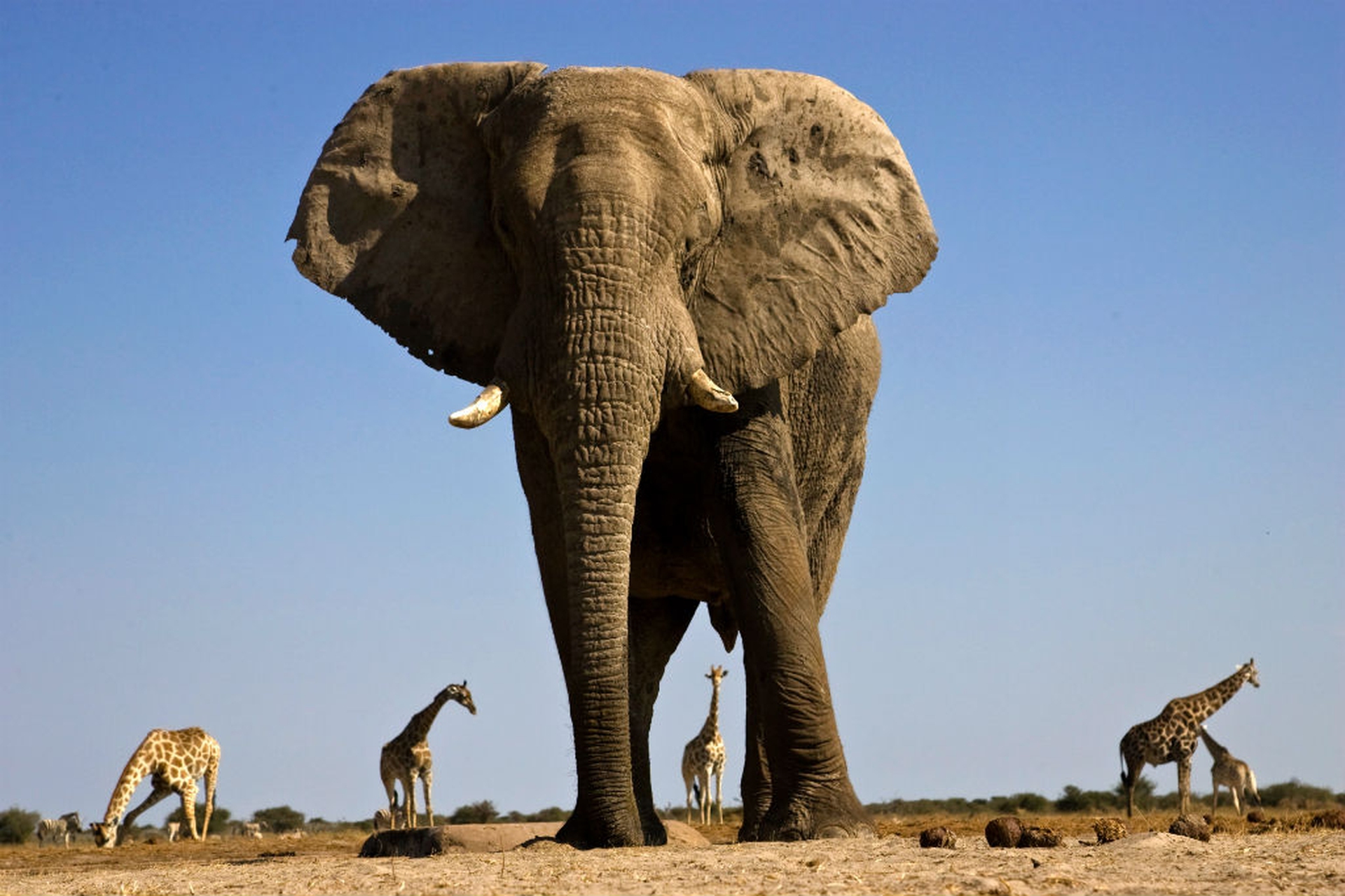 La giraffa è a rischio estinzione