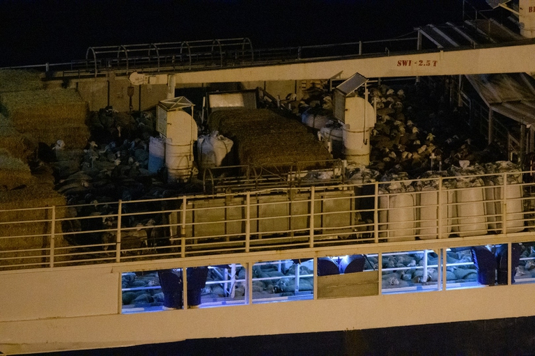 Ancora una volta, il porto di Cartagena, in Spagna, è teatro di tragici avvenimenti che coinvolgono migliaia di animali